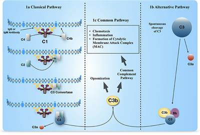 Complement Activation in the Central Nervous System: A Biophysical Model for Immune Dysregulation in the Disease State